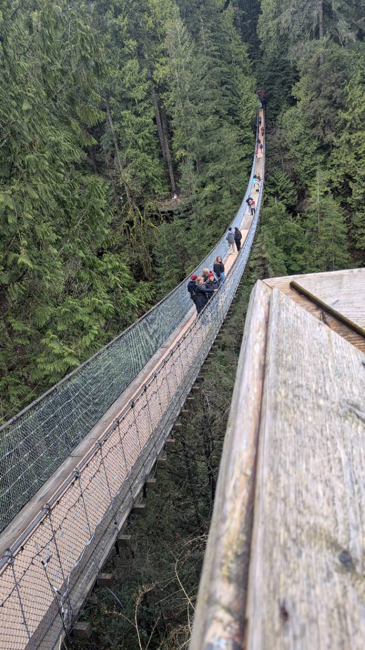 Your photograph looking along the Capilano suspension bridge into dense evergreen forest